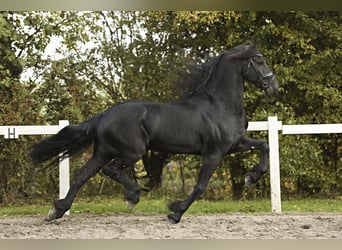 Friesian horses, Gelding, 9 years, 16 hh, Black