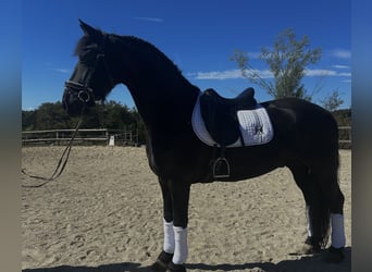 Friesian horses, Gelding, 9 years, 16 hh, Black