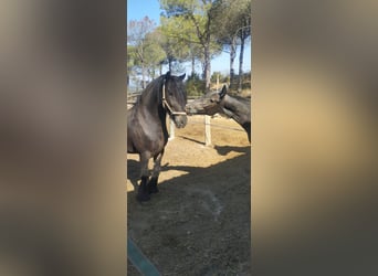 Friesian horses Mix, Gelding, 9 years, 16 hh, Black