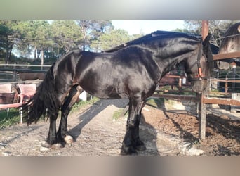 Friesen Mix, Wallach, 9 Jahre, 16 hh, Rappe