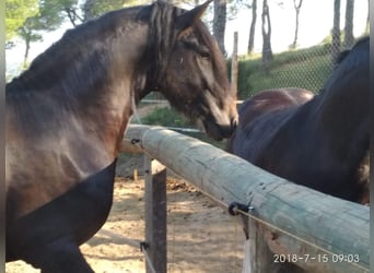 Friesen Mix, Wallach, 9 Jahre, 16 hh, Rappe