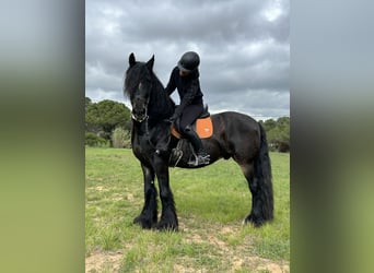 Friesian horses Mix, Gelding, 9 years, 16 hh, Black