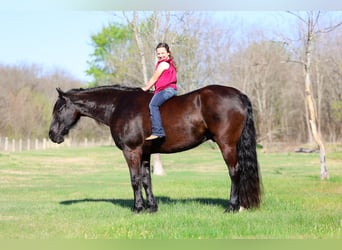 Friesian horses, Gelding, 9 years, 16 hh, Black