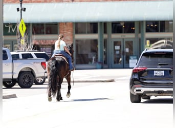 Friesian horses, Gelding, 9 years, 16 hh, Black