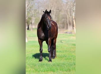 Friesian horses, Gelding, 9 years, 16 hh, Black
