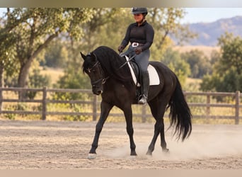 Friesian horses, Gelding, 9 years, 16 hh