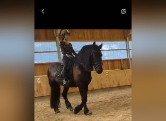 Friesian horses, Gelding, 9 years, 16 hh, Smoky-Black