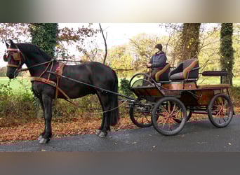 Friesian horses, Gelding, 9 years, 16,2 hh, Black
