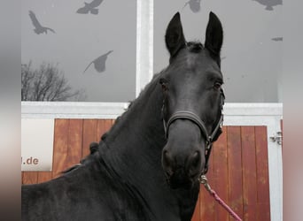 Friesian horses, Gelding, 9 years, 16,2 hh, Black