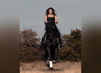 Friesian horses, Gelding, 9 years, 16,3 hh, Black