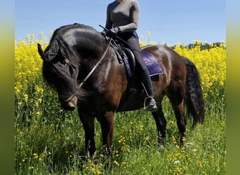 Friesian horses Mix, Gelding, 9 years, 17 hh, Bay-Dark
