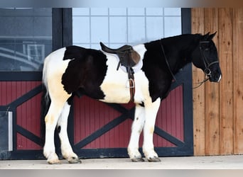 Friesian horses Mix, Gelding, 9 years, 17 hh, Pinto