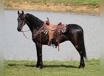 Friesian horses, Gelding, 9 years, Black