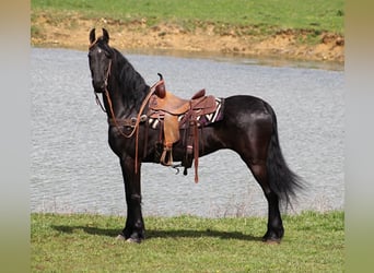 Friesian horses, Gelding, 9 years, Black