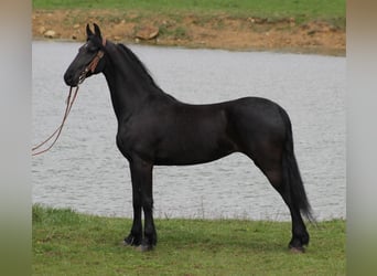 Friesian horses, Gelding, 9 years, Black