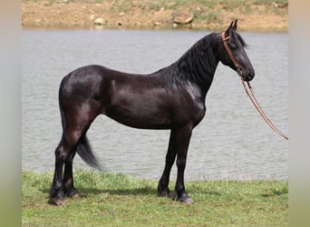 Friesian horses, Gelding, 9 years, Black