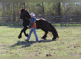 Friesen, Wallach, 9 Jahre, Rappe