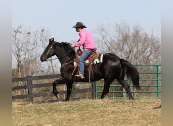 Friesian horses, Gelding, 9 years, Black