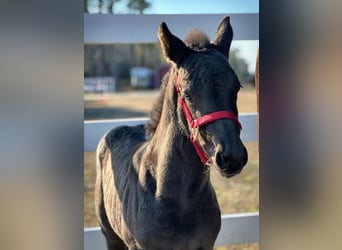 Friesian horses, Gelding, , Black