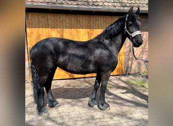 Friesian horses, Mare, 10 years, 15.1 hh, Black