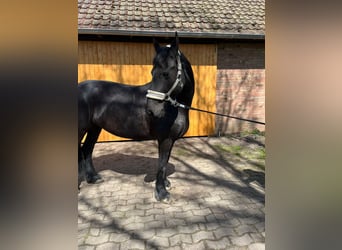 Friesian horses, Mare, 10 years, 15.1 hh, Black