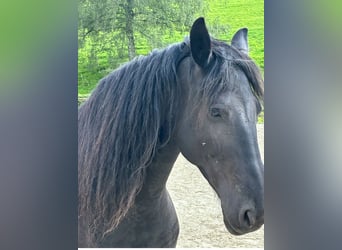 Friesian horses, Mare, 10 years, 15.1 hh, Black
