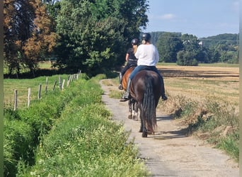 Friesian horses, Mare, 10 years, 15.1 hh, Black