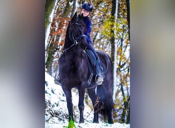 Friesian horses, Mare, 10 years, 15,2 hh, Black