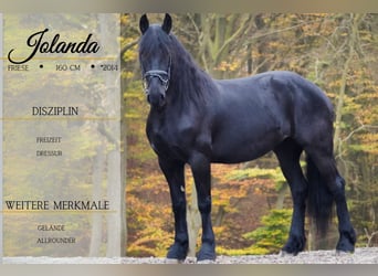 Friesian horses, Mare, 10 years, 15,2 hh, Black