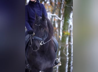 Friesian horses, Mare, 10 years, 15,2 hh, Black