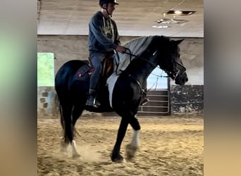 Friesian horses Mix, Mare, 10 years, 15,2 hh, Pinto