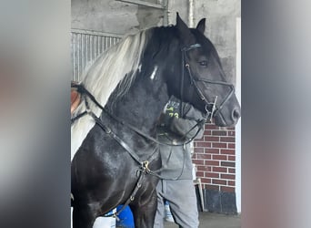 Friesian horses Mix, Mare, 10 years, 15,2 hh, Pinto