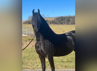 Friesian horses, Mare, 10 years, 15.3 hh, Black