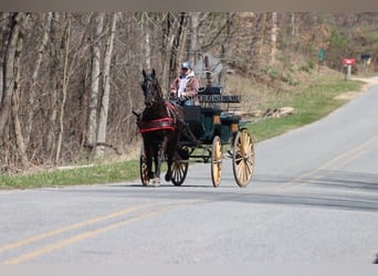 Friesian horses, Mare, 10 years, 15 hh, Black