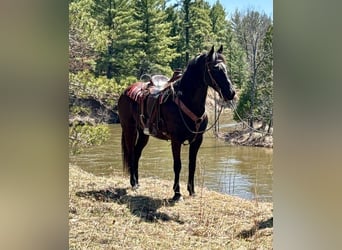 Friesian horses, Mare, 10 years, 15 hh, Black