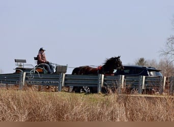 Friesian horses, Mare, 10 years, 15 hh, Black