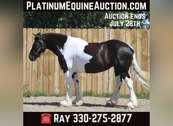 Friesian horses, Mare, 10 years, 15 hh, Tobiano-all-colors