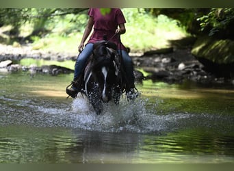 Friesian horses, Mare, 10 years, 15 hh, Tobiano-all-colors