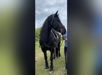 Friesian horses Mix, Mare, 10 years, 16 hh, Black