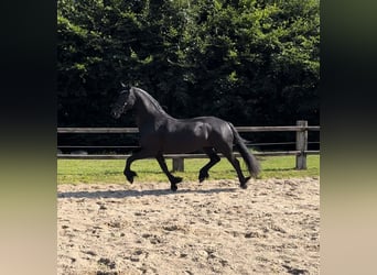 Friesian horses, Mare, 10 years, 16 hh, Black