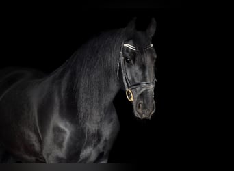 Friesian horses, Mare, 10 years, 16 hh, Black