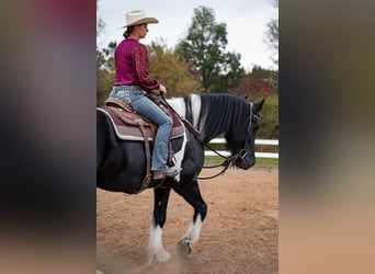 Friesen Mix, Stute, 10 Jahre, 16 hh, Tobiano-alle-Farben