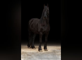 Friesian horses, Mare, 10 years, 16,1 hh, Black