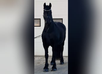 Friesian horses, Mare, 10 years, 16,1 hh, Black