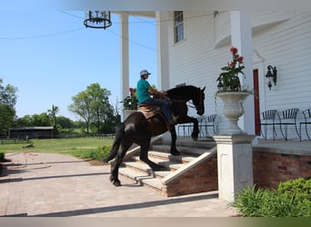 Friesian horses, Mare, 10 years, 17 hh, Black