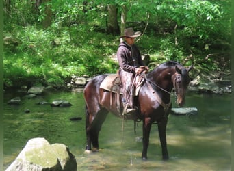 Friesian horses Mix, Mare, 10 years, Black