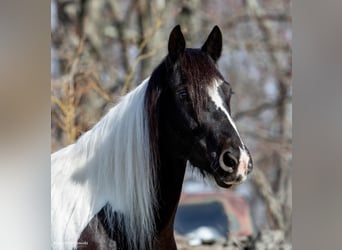 Friesian horses, Mare, 10 years, Tobiano-all-colors
