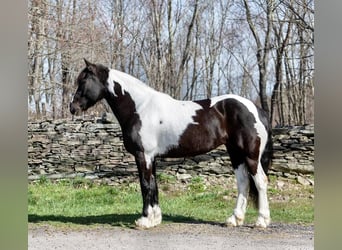 Friesian horses, Mare, 10 years, Tobiano-all-colors