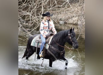Friesian horses, Mare, 11 years, 14.2 hh, Black