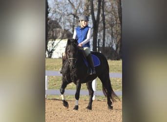 Friesian horses, Mare, 11 years, 14.2 hh, Black